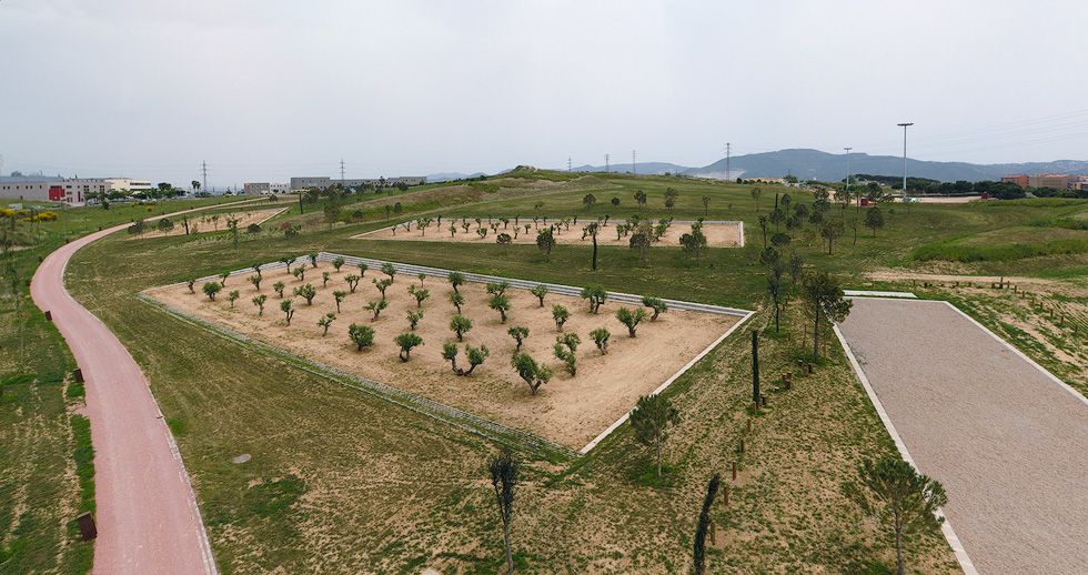 Aerial view of a parkland area featuring multiple newly planted fields with olive trees and a winding pink pathway.