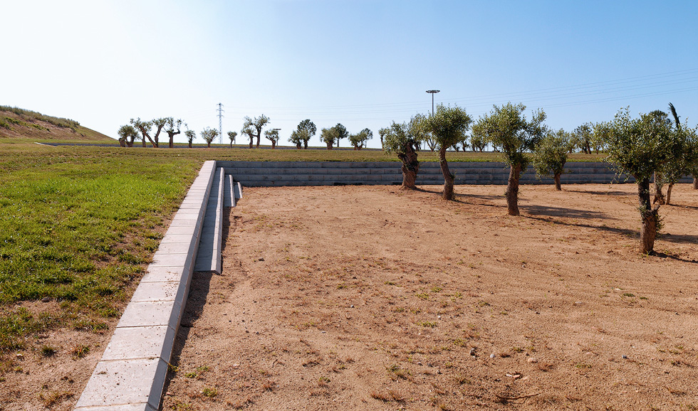 Young olive trees in a terraced park area with stone retaining walls and a grassy embankment.