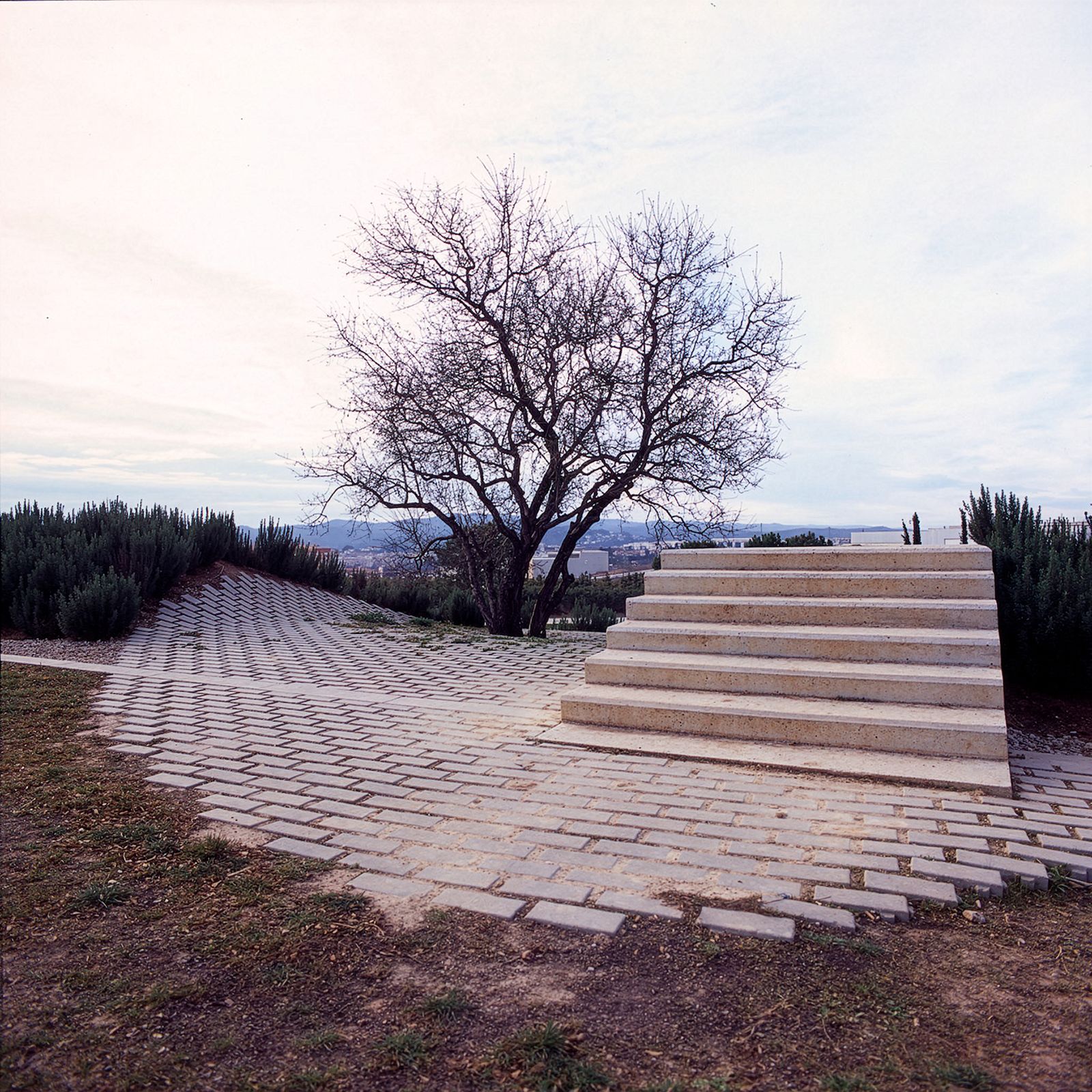 Winter tree next to a series of stone steps leading aparently nowhere, and a round cobblestone paved area in an outdoor setting.